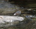 /album/some-overseas-trips/plumbeous-water-redstart-corbett-park-jpg/